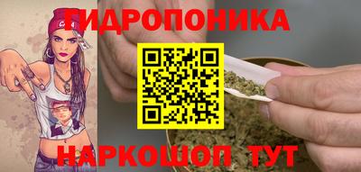 крисы Кингисепп